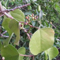 Cissus lonchiphylla Thwaites